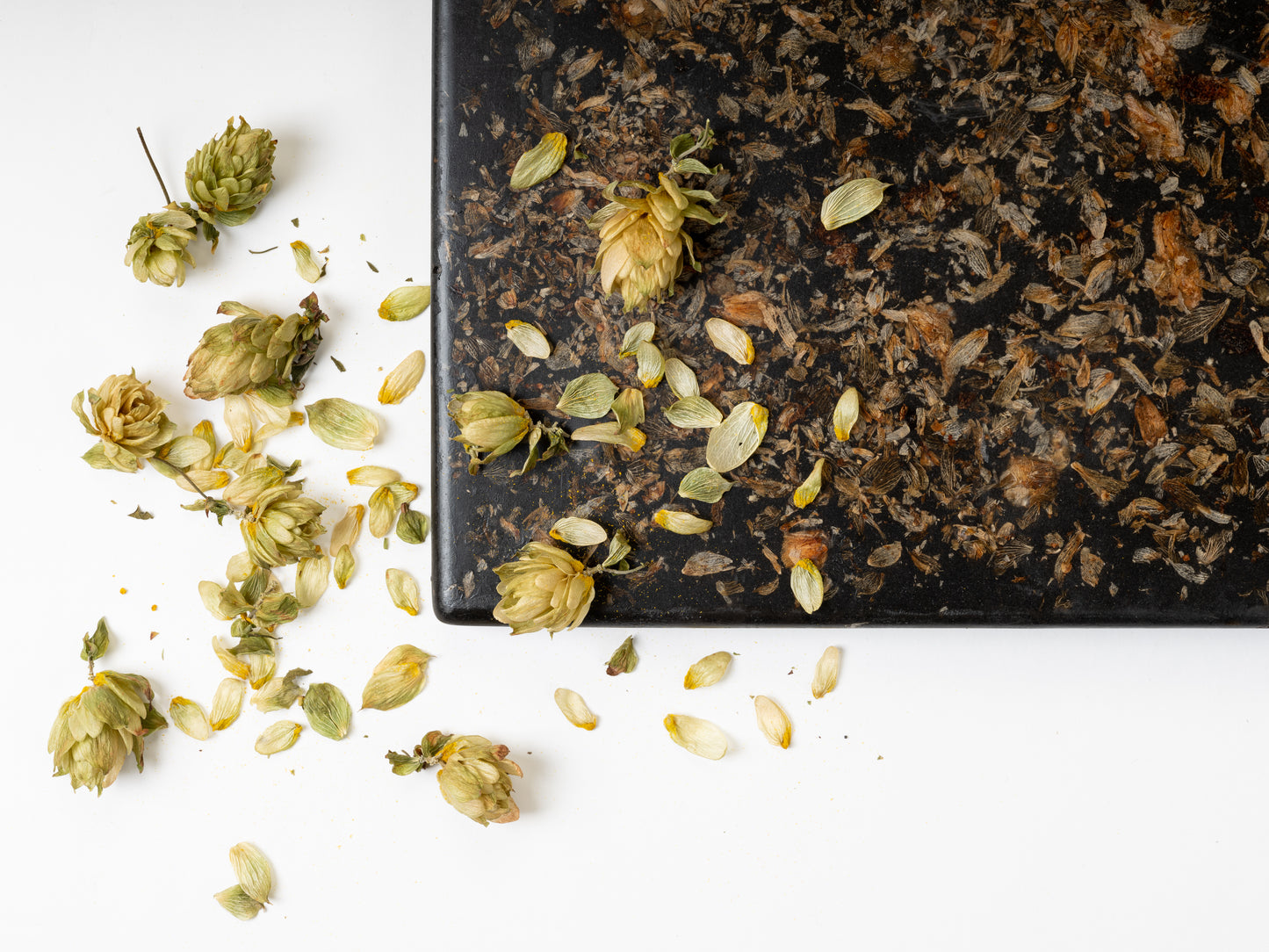 Echantillon Wasterial® fleur de houblon