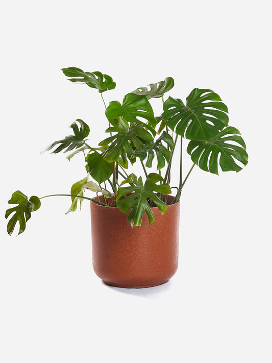 Echantillon Wasterial® brique